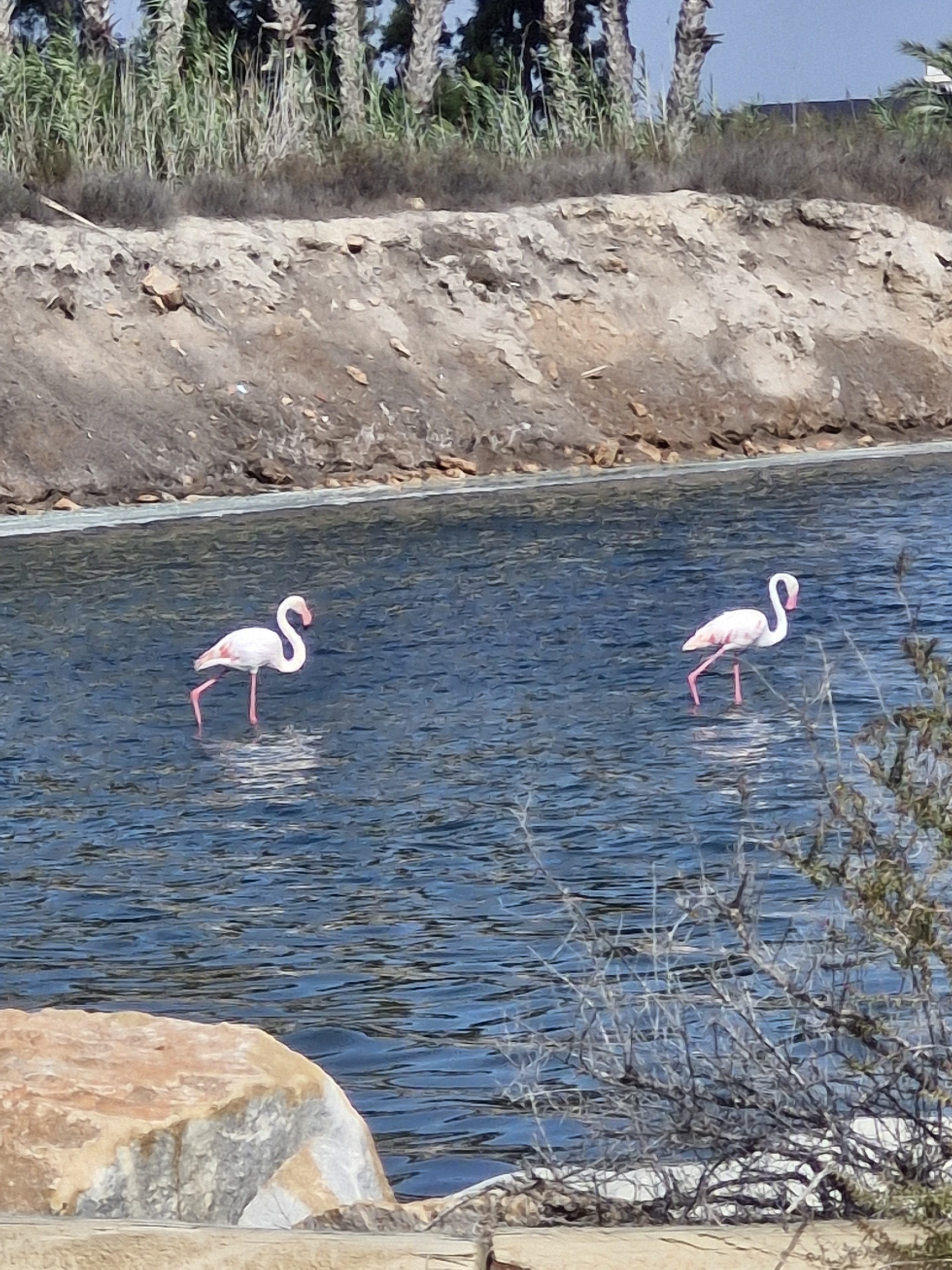 Flamingos, Salt Flats & One Complete Idiot